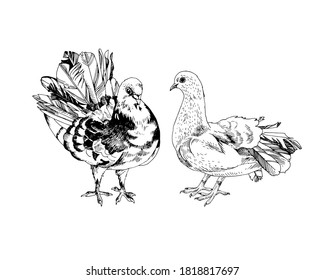 A pair of beautiful doves. Vector illustration in retro style