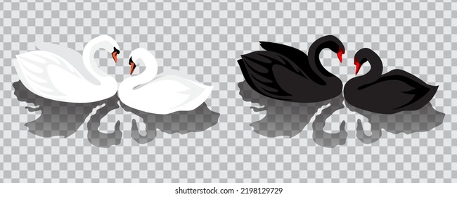 A pair of beautiful white and black swans. Set of romantic isolated vector illustrations on a transparent background