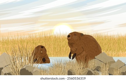 A pair of beavers in a drying up stream. Realistic vector landscape