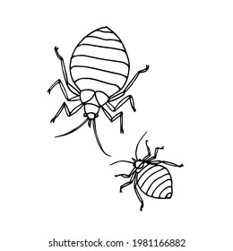 A Pair Of Bed Bugs, Beetle, Parasite Insect, Symbol Of Unsanitary Conditions, Vector Illustration With Black Ink Contour Lines Isolated On A White Background In A Doodle And Hand Drawn Style