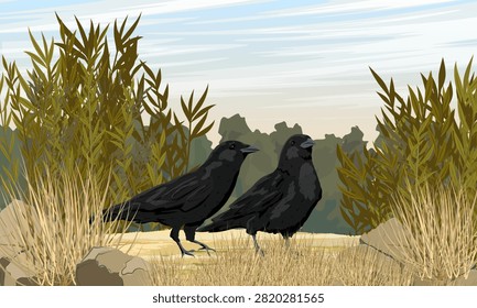 Pair of black crows Corvus corone standing on a grassy ground with rocks and bushes in a wild nature landscape vector illustration