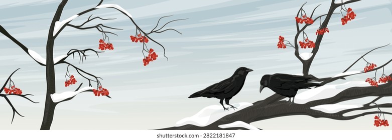 Pair of black crows Corvus corone sitting on a snow covered tree branch with red rowan berries in a wide panoramic background vector illustration