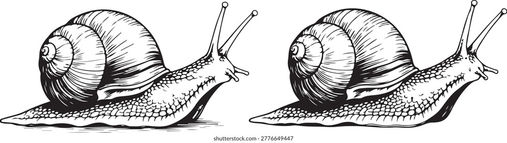 Pair of black and white snail illustrations, showing texture and movement, isolated on white backdrop.