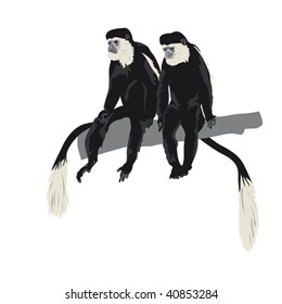 pair of Black-and-white colobus monkeys sitting on tree branch