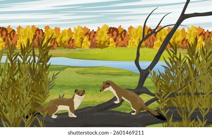 A pair of brown ermines on an autumn meadow. Realistic vector landscape