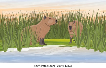 Un par de capibaras en la orilla del estanque. Lado de un estanque con hierba alta. Roedores de Sudamérica. Paisaje vectorial realista