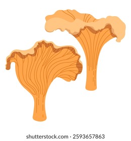 
Pair of chanterelle mushrooms. Vector hand drawn illustration isolated on white background.