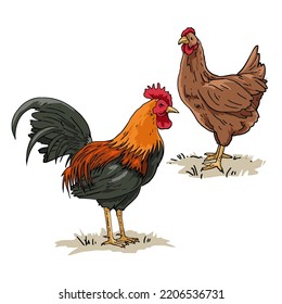 A pair of Chickens for illustration of children's textbooks etc. Simple vector design.
