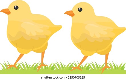Pair of chicks Concept, pullets or Baby free range chicken vector color icon design, Poultry farming symbol, Meat or Eggs Production Sign, Protein and farmyard equipment stock illustration