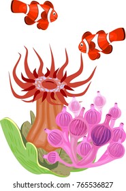 Pair of clownfish and Bubble-tip anemone on white background