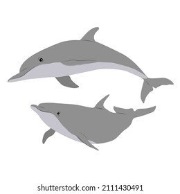 Pair of Common bottlenose dolphins. Dolphins Tursiops truncatus swim in the water. Realistic vector secondary water mammals