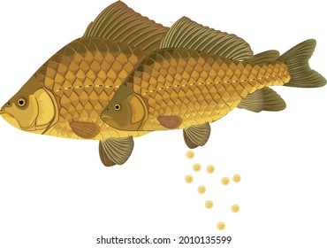 Pair of crucian carp fishes during spawning isolated on white background