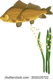 Pair of crucian carp fishes during spawning isolated on white background