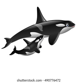 a pair of cute  killer whale