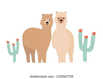 Pair of cute llamas isolated on white background. Couple of beautiful funny wild South American animals standing together between cactuses. Colorful vector illustration in flat cartoon style