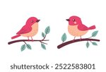 A Pair of Cute Red Robin Bird Animal Perched on Tree Branch