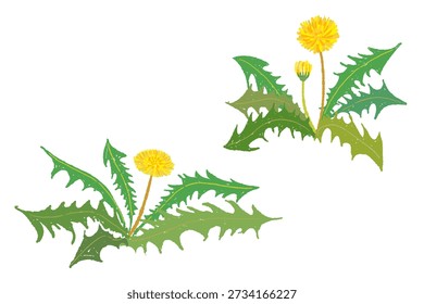 Par de plantas de diente de león ilustración