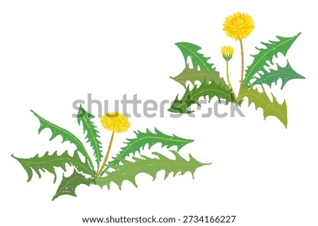 Pair of Dandelion Plants Illustration