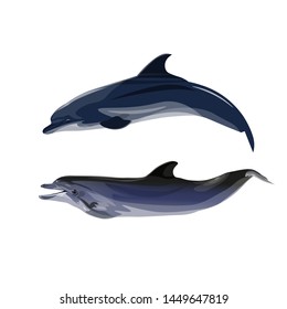 Pair of dolphins in realistic style. Vector illustration isolated on white background