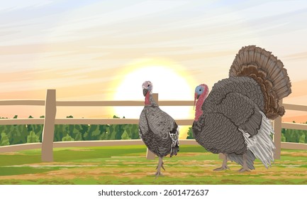 A pair of domestic turkeys on a field with a fence. Domestic and farm poultry. Realistic vector landscape