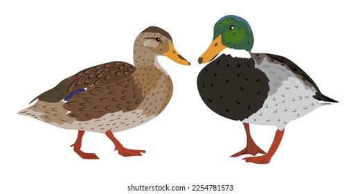 Par de pato y drenaje. Patos mallard. Aves silvestres de agua. Animal vector realista