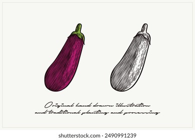 pair of eggplant illustrations in engraving style