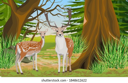 A pair of European fallow deer in a fir forest. Male and female fallow deer. Mammal animal of Europe and America. Noble deer. Realistic vector landscape