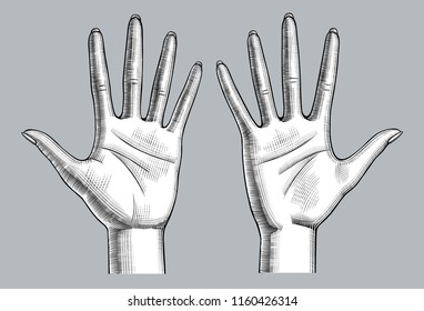 Pair of female hands palm up with open fingers. Vintage engraving stylized drawing. Vector illustration