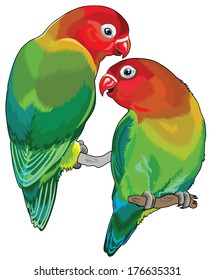 pair of fischer's  lovebirds ( agapornis fischeri ). Two small parrots isolated on white background 