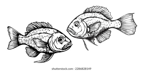 Pair of fish sketch hand drawn Vector illustration Sea food