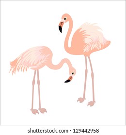 Pair of flamingo