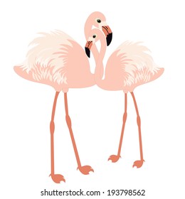 Pair of flamingo on white background