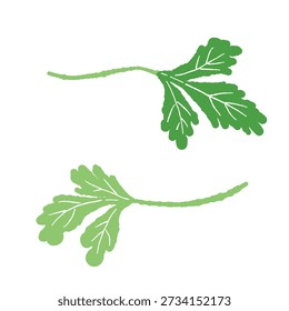Paar frische Cilantro Blätter Vektor