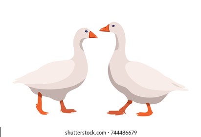 Pair of geese isolated on white background, geese couple in flat style