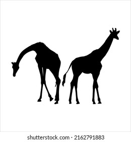 A Pair of Giraffe Silhouette for Logo or Graphic Design Element. Vector Illustration