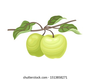 Pair of green apples. Vector illustration on a white background.