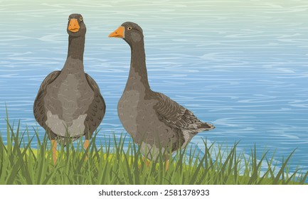 A pair of grey geese walk along the shore of a lake with tall green grass. Domestic and farm birds. Realistic vector landscape