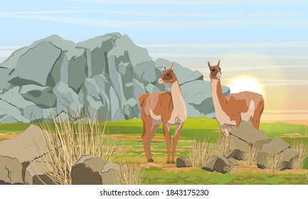 Pair of guanaco llamas in the meadow in front of the mountains. Mountain area with rocks, grass and bushes. Lama guanicoe. Wild animals of South America. Realistic vector landscape