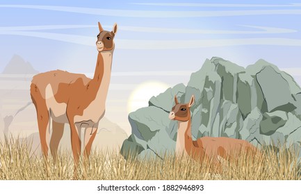 Pair of guanaco llamas in the meadow in front of the mountains. Guanaco is resting. Mountain area with rocks, grass. Lama guanicoe. Wild animals of South America. Realistic vector landscape