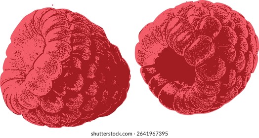 Pair of hand-sketched raspberries, vintage red fruit illustration on white. Suitable for traditional recipe design, botanical-themed packaging, or tea branding.