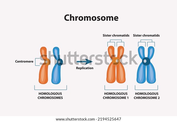 Pair of\
homologous chromosomes and chromatids, Difference between\
Homologous Chromosomes vector\
illustration
