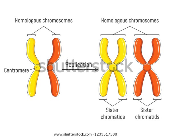 Pair Homologous Chromosomes Chromatids Vector Illustration Stock Vector ...