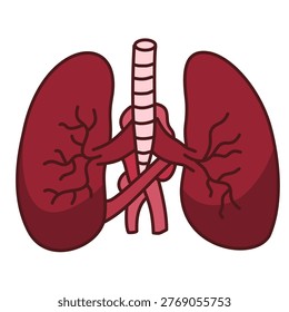 pair of human lungs showing bronchi and windpipe for gas exchange process