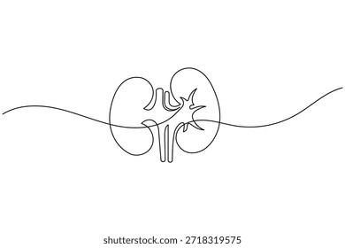 Par de Rins Anatomia com estrutura interna Linha contínua Arte