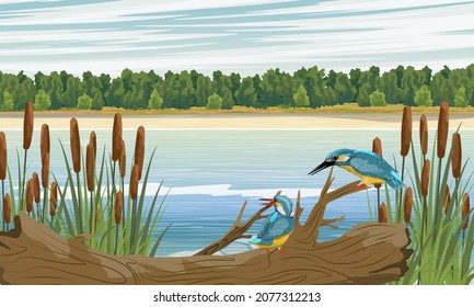 A pair of kingfishers perched on a branch in a thicket of reeds and cattails on the shore of a lake. Kingfisher hunting. Coastal vegetation and wild birds. Realistic vector landscape