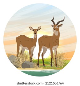 A pair of Kob antelopes on the shore of the lake at sunset. African savanna with dry grass. Africa wild animals. Realistic vector landscape