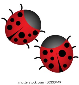 Pair of ladybugs