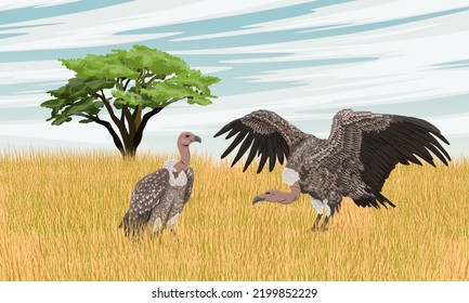 A pair of large vultures in the African savannah. African vultures Griffon vulture or Eurasian griffon. Wild carrion birds. Realistic vector landscape