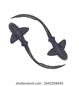 pair of leopard sharks without background