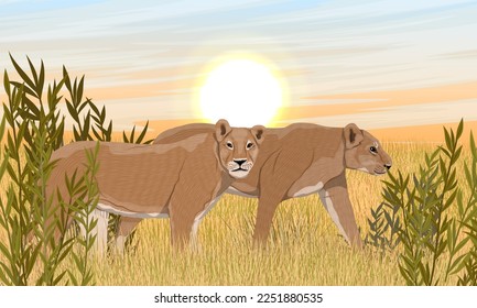 A pair of lionesses on the hunt in the African savannah. African wild predators. Realistic vector landscape